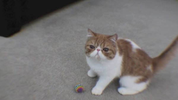 爱玩球的猫咪