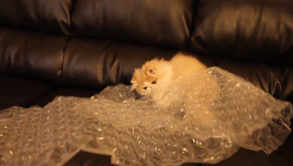 玩塑料袋的猫咪