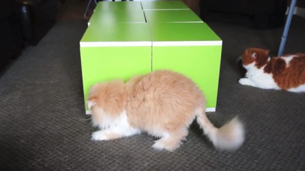 无聊的小肥猫咪