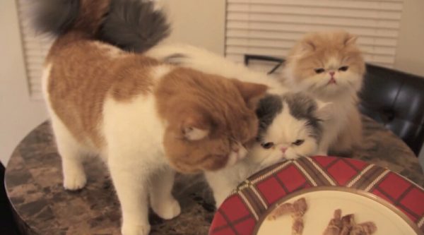 猫咪吃鸡腿