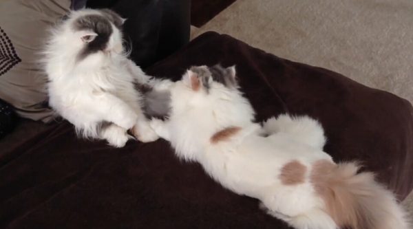 两只肥猫