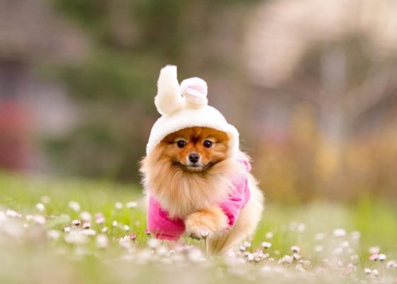 茶杯博美犬