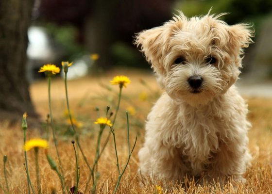 茶杯犬