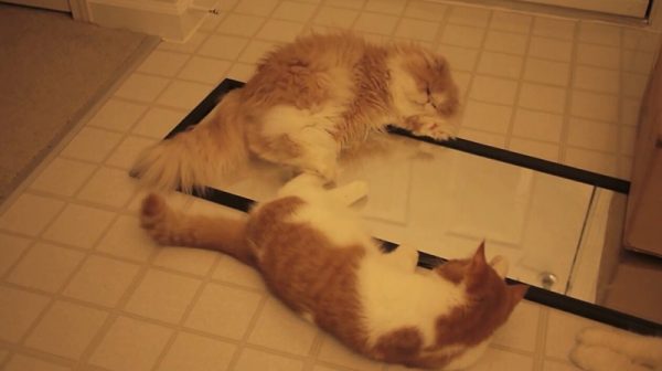 无聊的肥猫