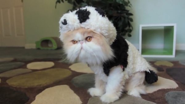 穿上熊猫衣服的猫咪