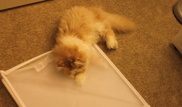玩High了的肥猫