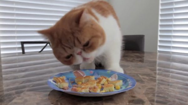 饭量超级大的肥猫