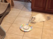 玩疯了的猫咪