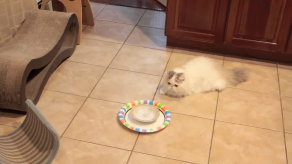 玩疯了的猫咪