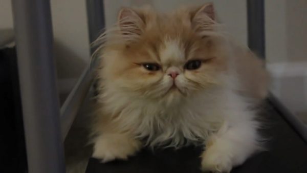 舔爪子的猫咪