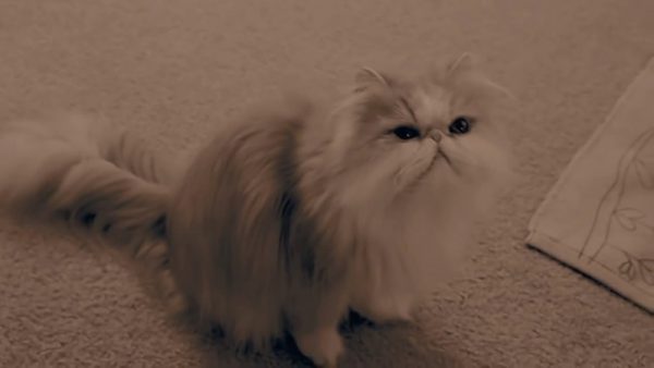 爱玩球球的猫咪