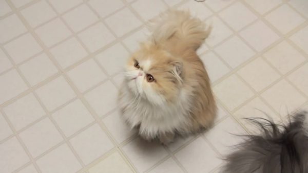 馋猫