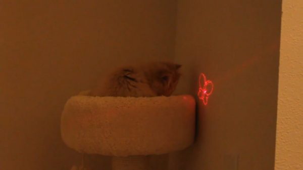 用灯光逗猫咪玩