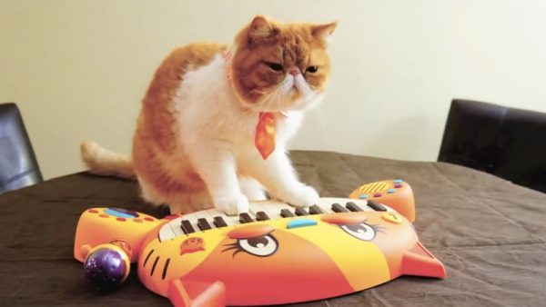 会弹钢琴的猫咪