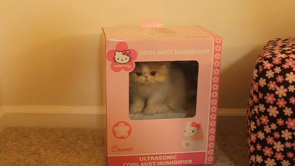 盒子里的猫咪