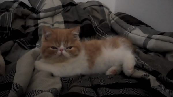 要睡觉的小猫