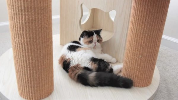 爬高杆的猫咪