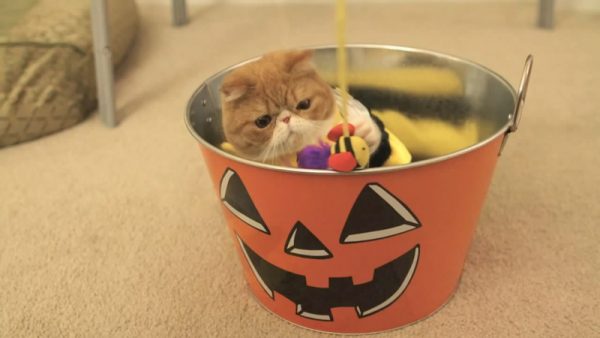 爱玩的猫咪