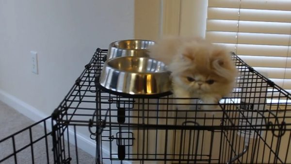 好馋的猫咪