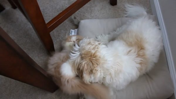 属于狗狗和猫咪的激情