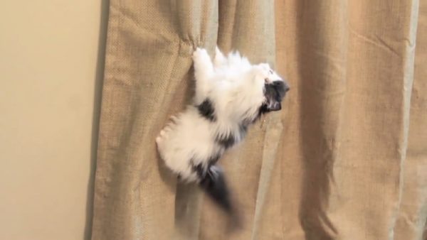 敢于攀登的猫咪