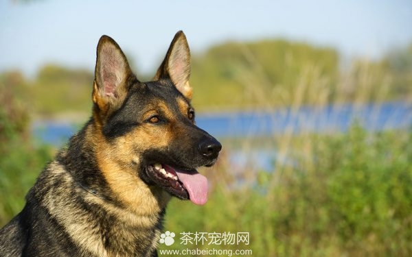 德国牧羊犬
