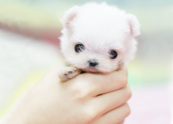 茶杯犬