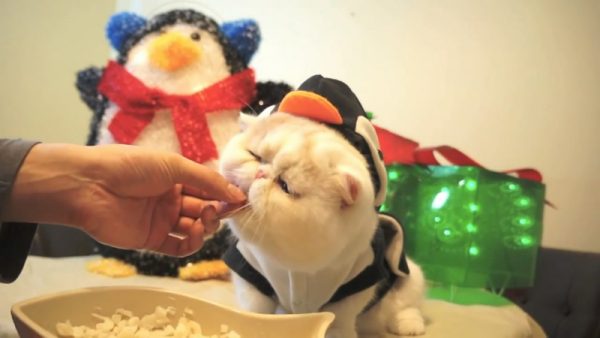 喜欢吃的猫咪