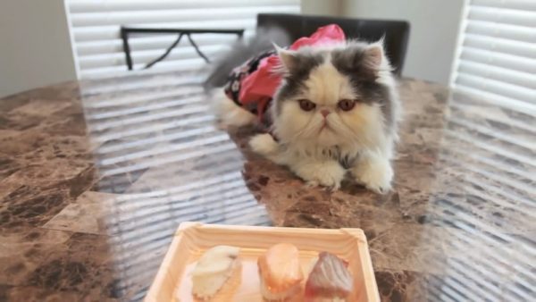 爱吃肉的猫咪