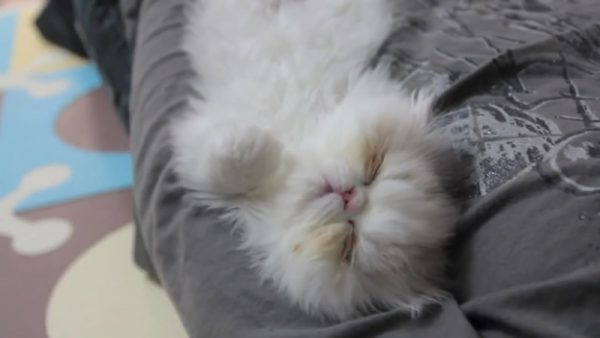 疯狂的小猫咪