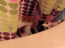 浴缸里的猫咪