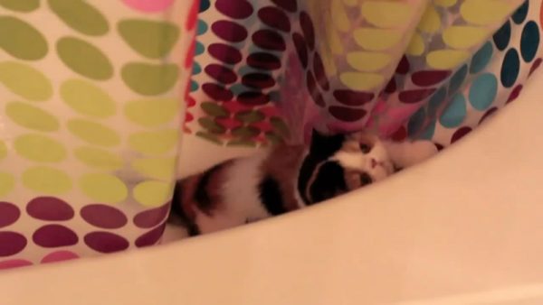 浴缸里的猫咪