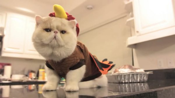 包子脸猫咪