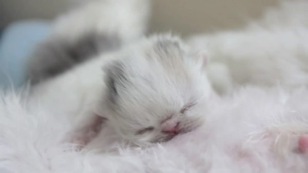 茶杯猫幼犬吃奶
