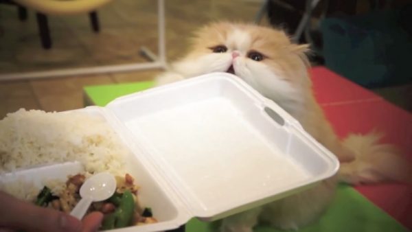 馋猫