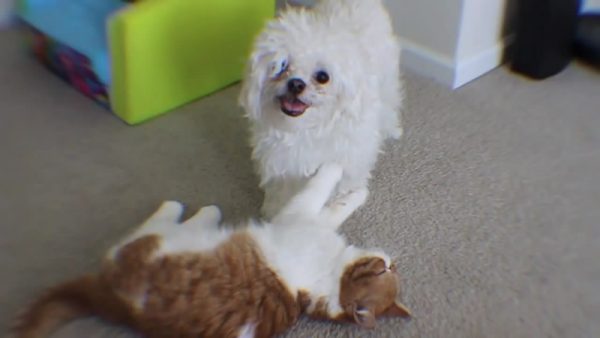 猫狗玩耍