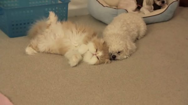 猫狗和谐相处
