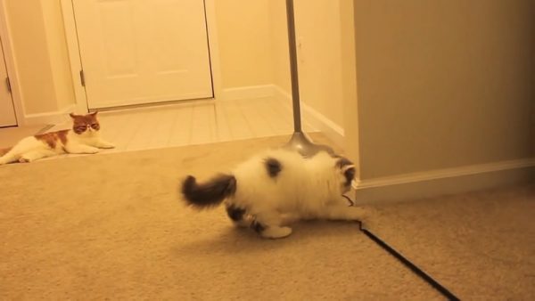 敏捷的猫咪