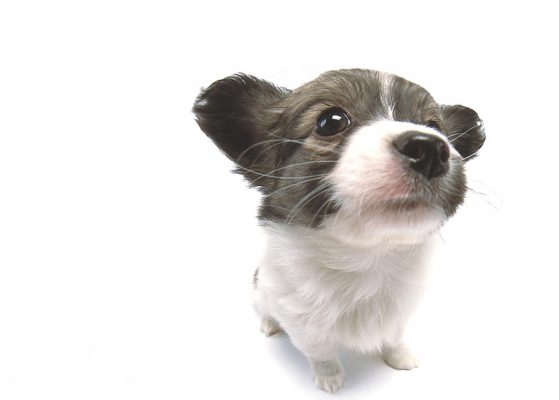茶杯犬泰迪狗