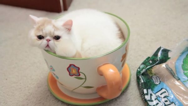 迷你猫