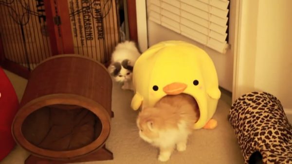 两个在玩耍的猫咪