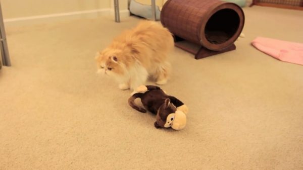 猫咪和他的玩具猴