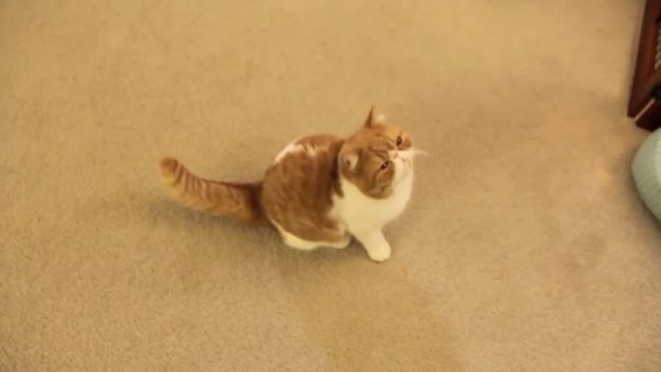 猫咪