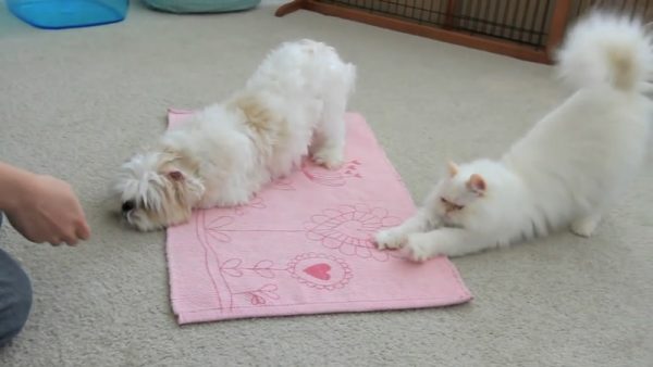 猫咪和狗狗一起训练