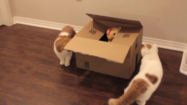 送给猫咪盒子里的礼物
