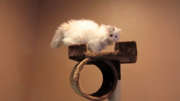 可爱小猫