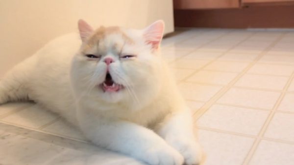 困的猫咪