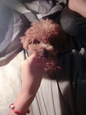 个人饲养的茶杯犬
