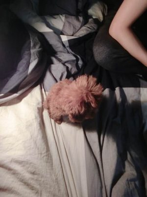 个人饲养的茶杯犬（三）