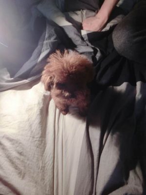 个人饲养的茶杯犬（四）